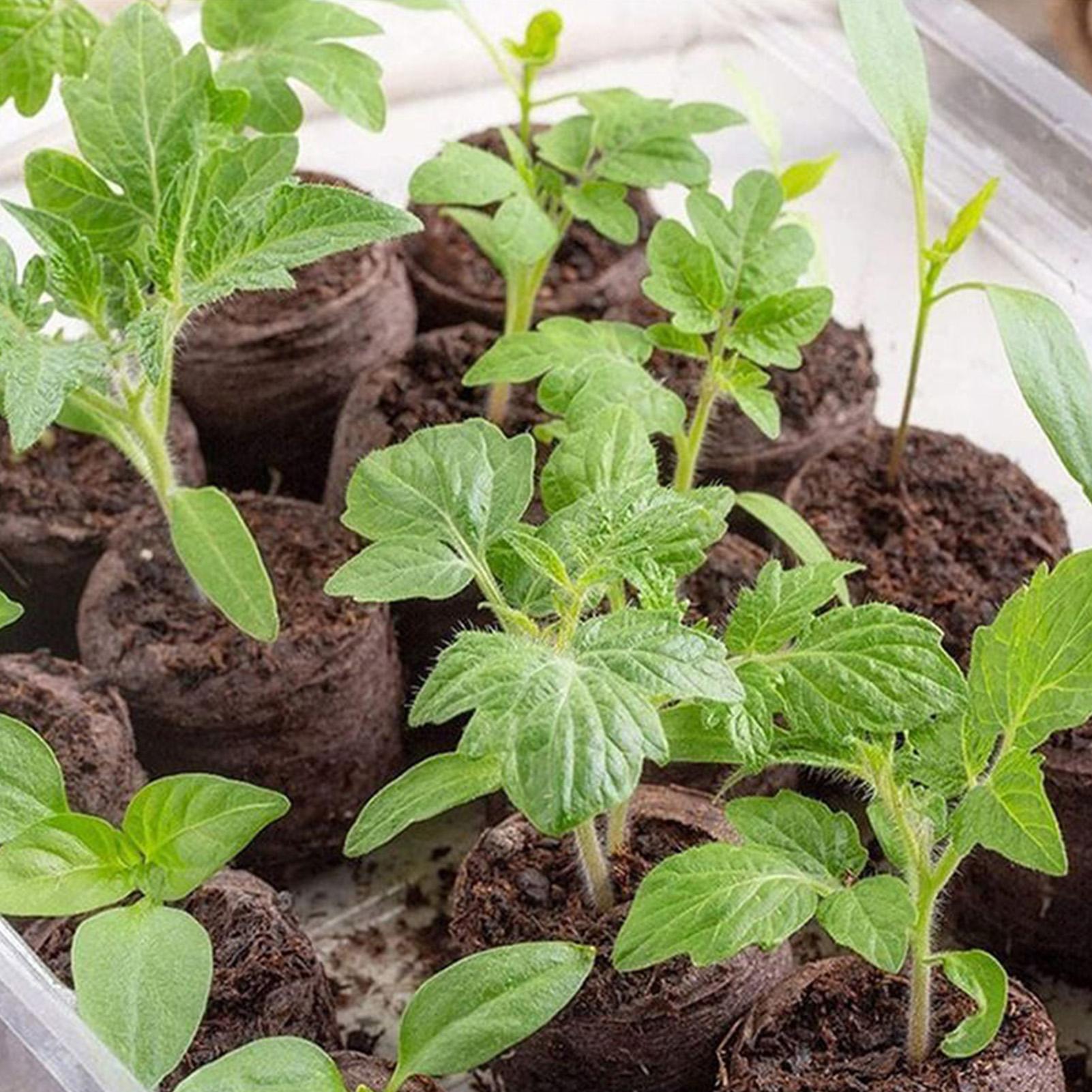 Peat Pellets 100 Piece Potting - Peat Pellet Tray ulasan dan harga