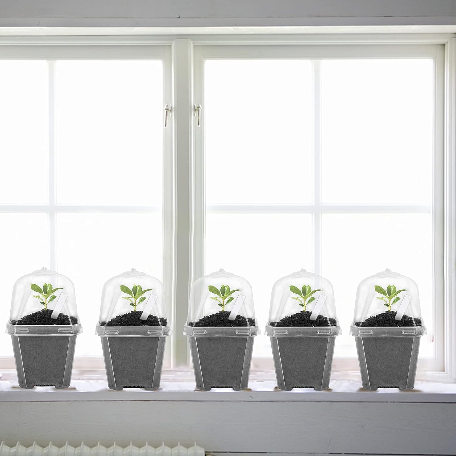 10 PCS Clear Plant Nursery Pot - Plastic Dome Clear ulasan dan harga