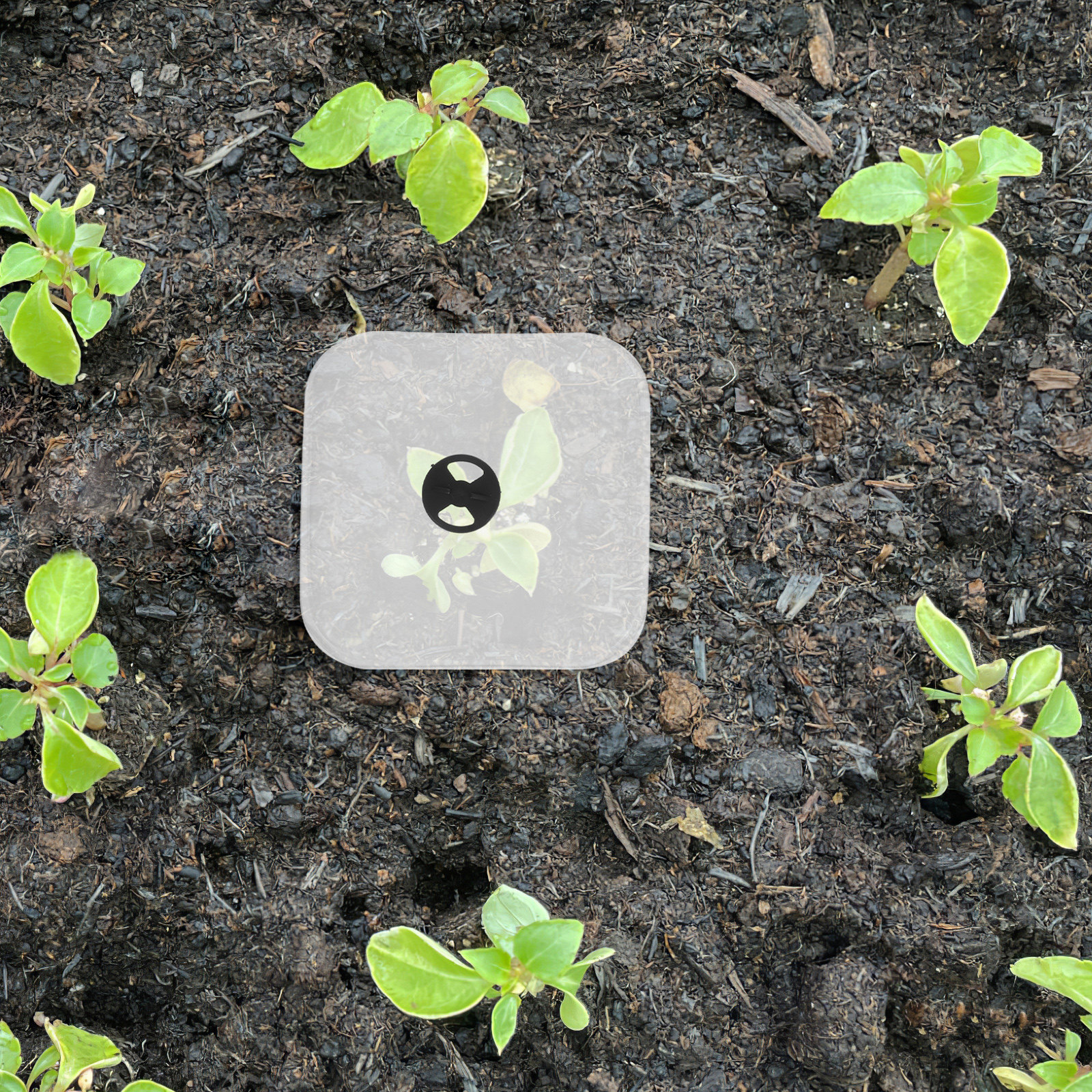 6Pcs Plant Cover Humidity Dome - Plastic Dome Clear ulasan dan harga
