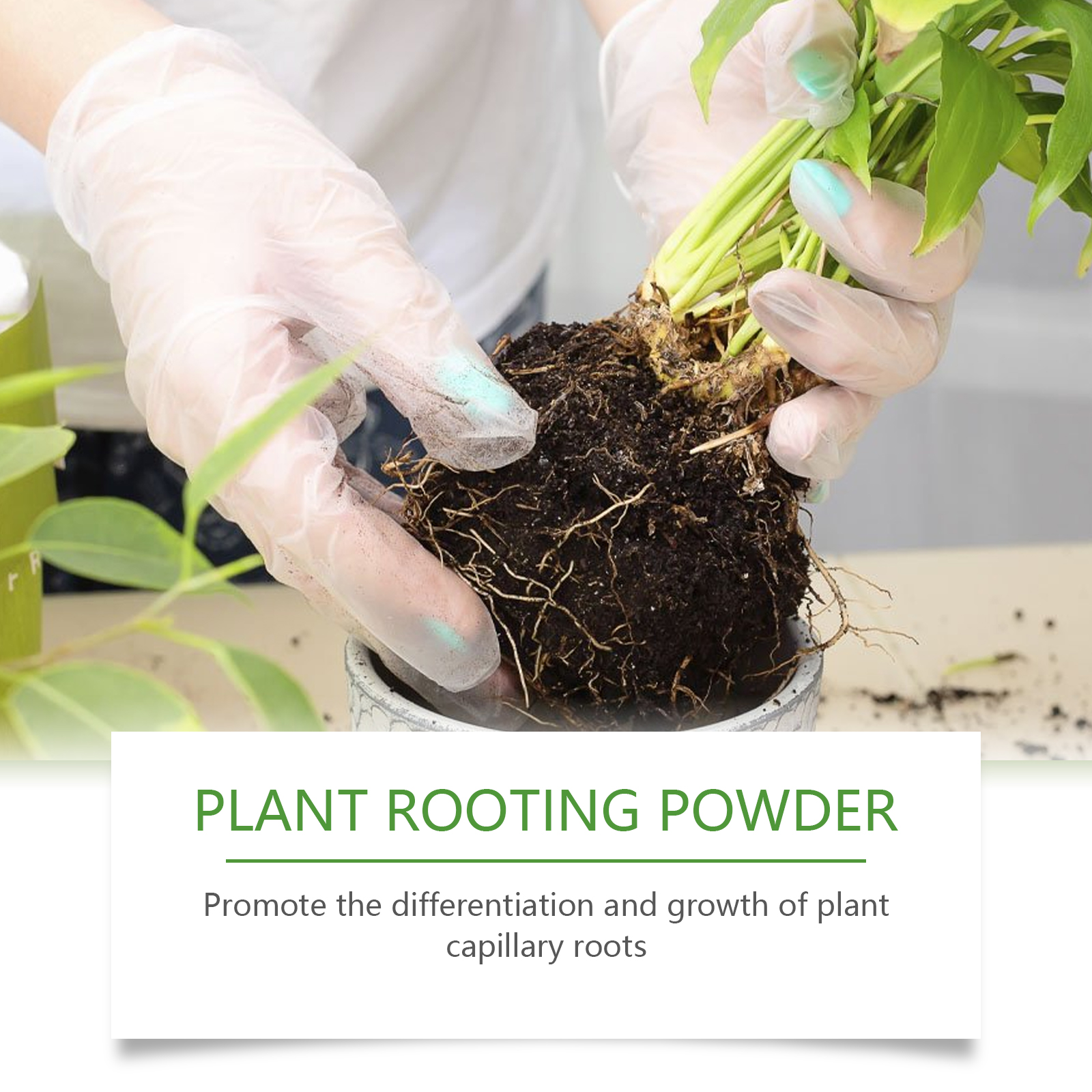 100g Plant Rooting Powder for  - Rooting Hormone Powder ulasan dan harga