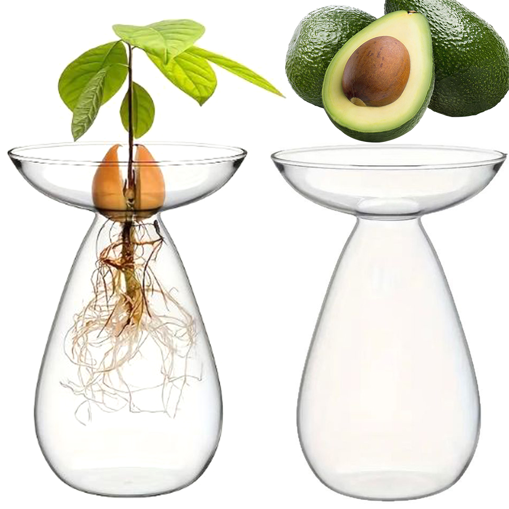 Avocado Seed Starter Vase Tran - Propagation Station Vase ulasan dan harga